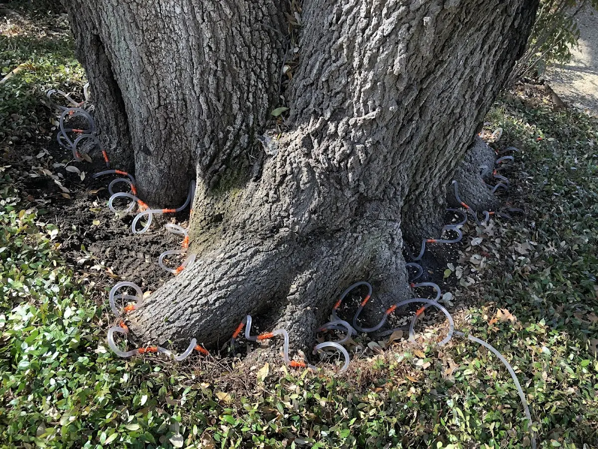 Detailed Tree Cabling and Bracing job site in Government Camp