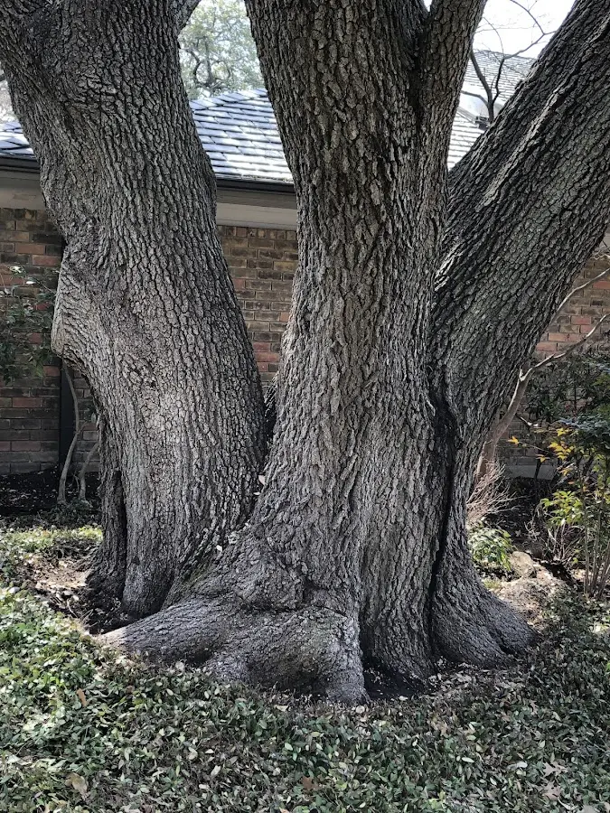 Mature heritage tree close to a Government Camp property cared for by certified arborists